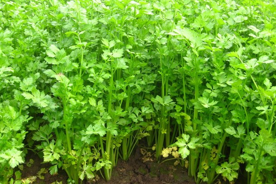 Leaf Celery seed Apium graveolens